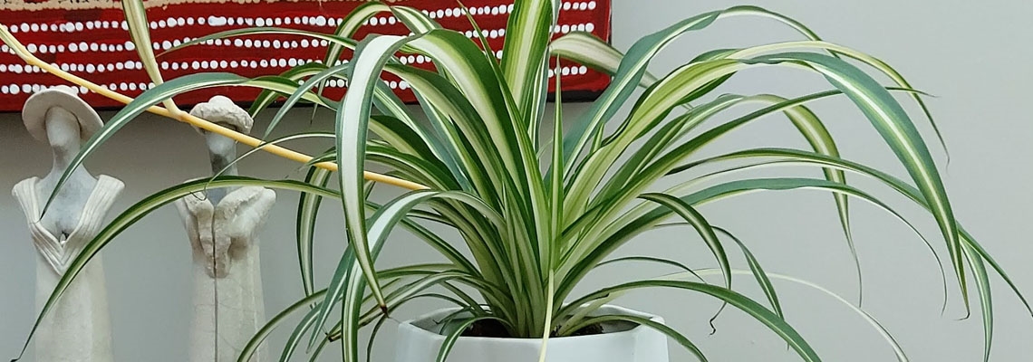 Chlorophytum comosum banner image.jpg